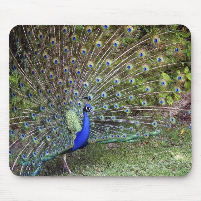Peacock Mousepad (Front)