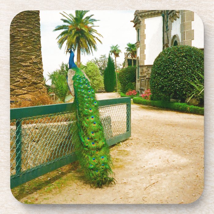 Peacock near a castle in northern Portugal. Coaster