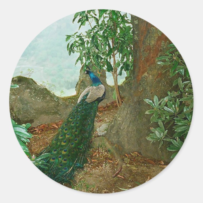 Peacock near a castle in northern Portugal. Round Sticker