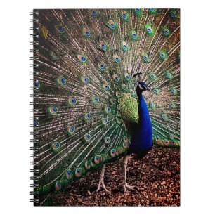 Peacock Notebook