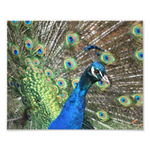 Peacock of Many Colors Photo Print