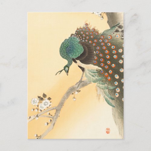 Peacock on a Cherry Blossom Tree by Ohara Koson Postcard