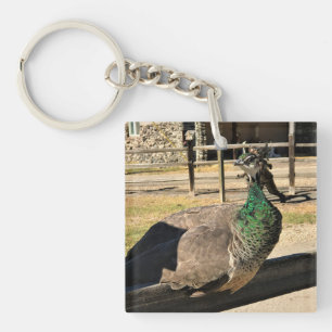 Peacock on a Fence, Idaho Keychain