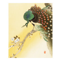 Peacock On Cherry Blossom Tree