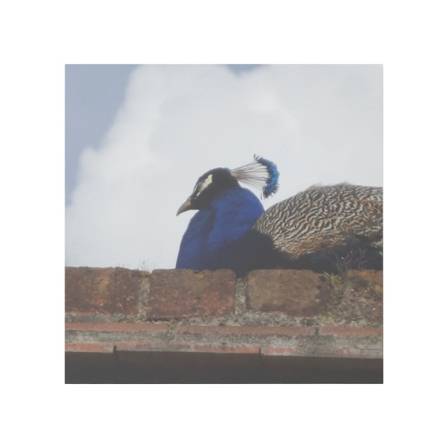 Peacock on Wall 12" x 12" Gallery Wrap (Front)