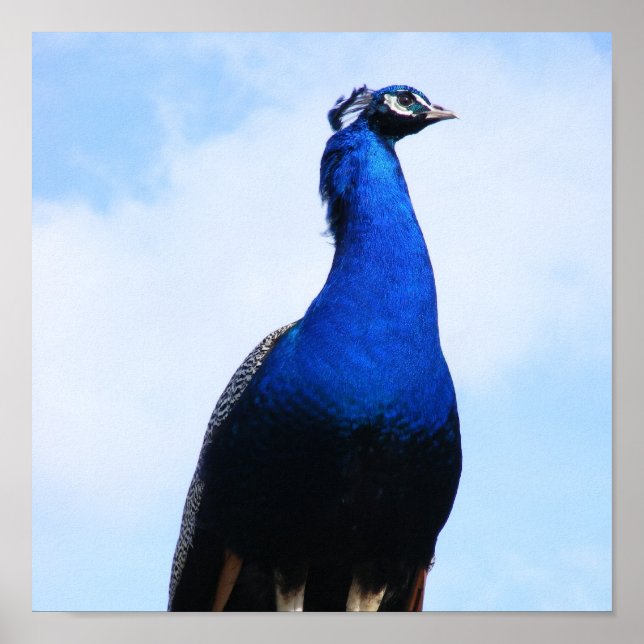 Peacock on wall poster (Front)