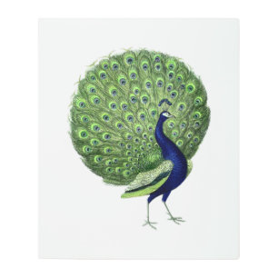 Peacock Open Fan Metal Print