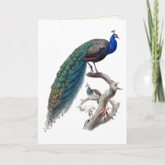 Peacock Pair Natural History Greeting Card