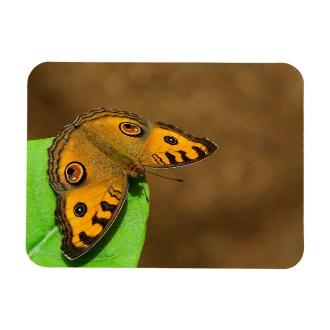 Peacock pansy  butterfly magnet (Horizontal)