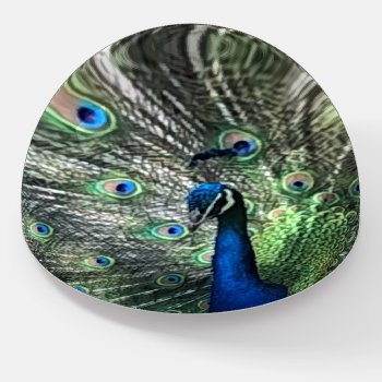 Peacock  Paperweight by BuzBuzBuz at Zazzle