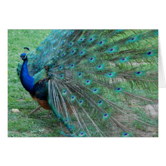 Peacock paradisiac bird cards