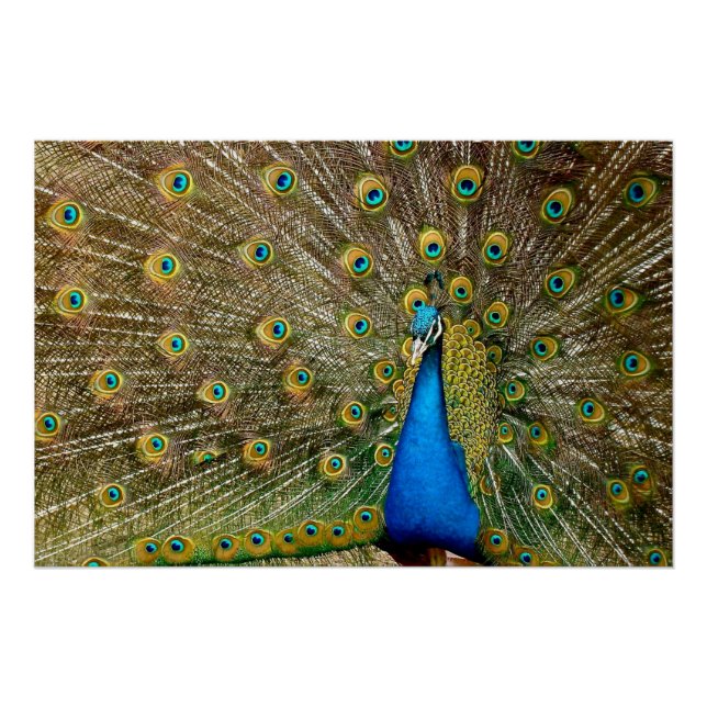 Peacock Pattern Peacock Artwork Painting Animal Ar Poster (Front)