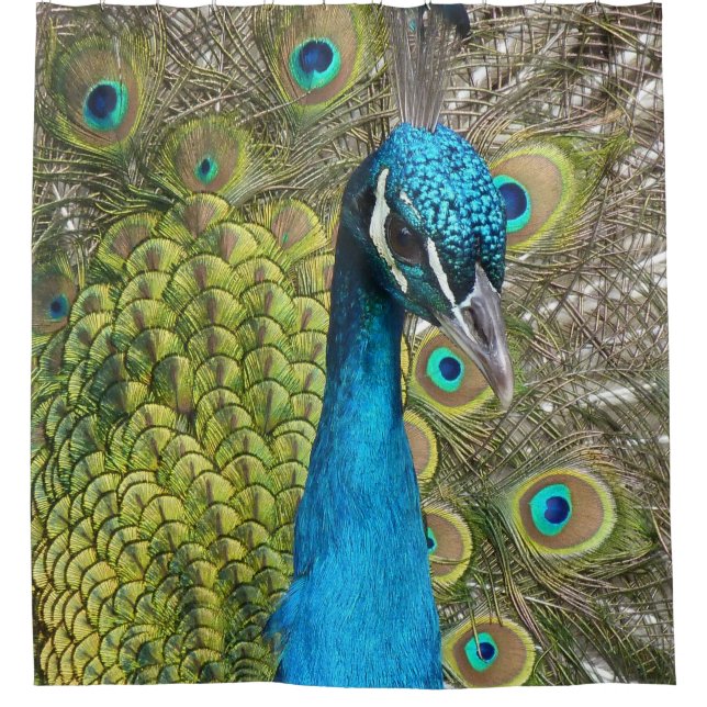 Peacock Peacocks Teal Curtains Shower Curtain (Front)