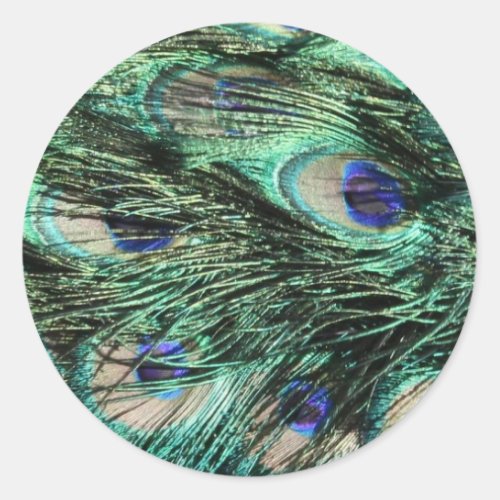 Peacock Peafowl Peacock Tail Feathers Classic Round Sticker