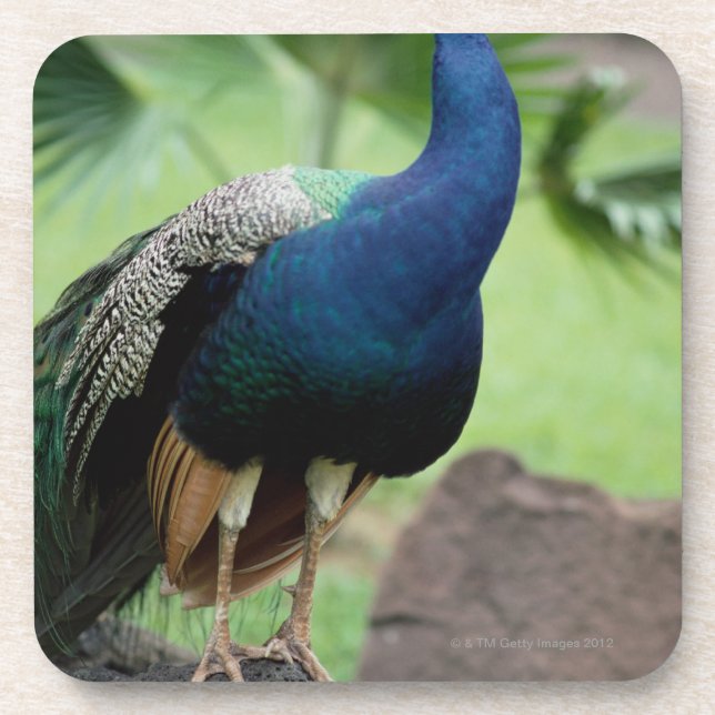 Peacock perched on rock beverage coaster (Front)