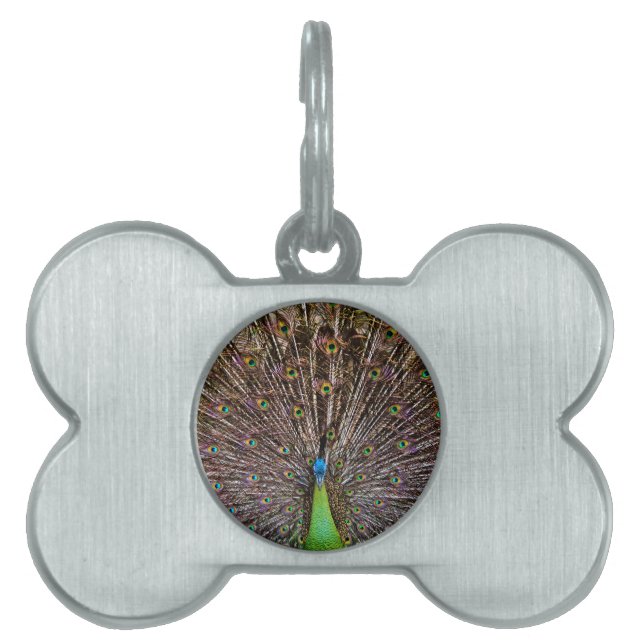 Peacock Pet Name Tag (Front)
