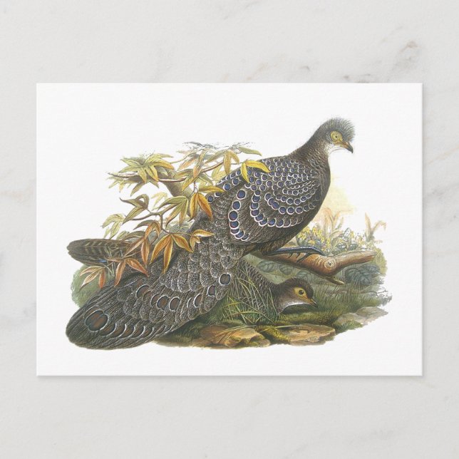 Peacock Pheasant Postcard (Front)