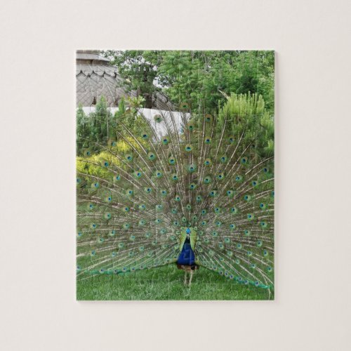 Peacock Photo 8 x 10 Photo Puzzle with Gift Box