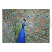 Peacock photo card (Front Horizontal)