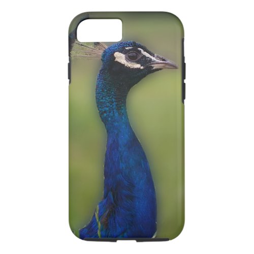 Peacock Photo iPhone  iPad case