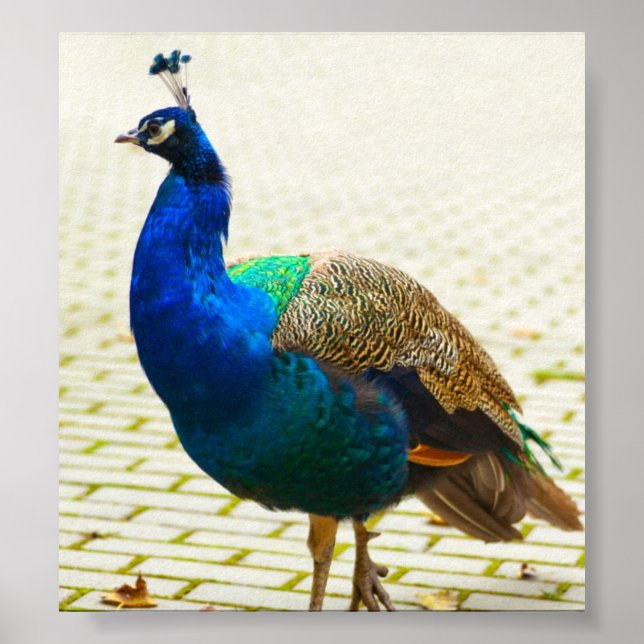 Peacock Photo Poster (Front)