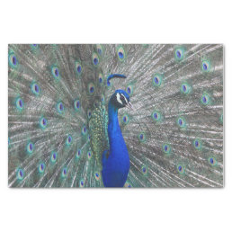 PEACOCK PHOTO TISSUE PAPER