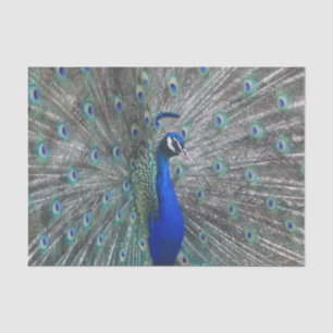 PEACOCK PHOTO TISSUE PAPER