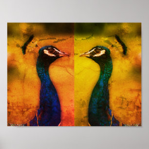 Peacock Photo Value Poster Paper (Matte)