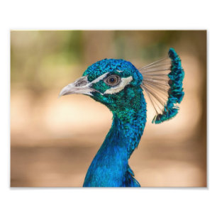 Peacock Photographic Print