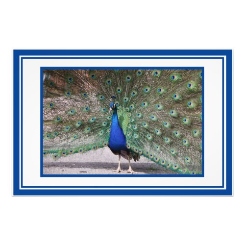 Peacock Photographic Wallart Photo Print