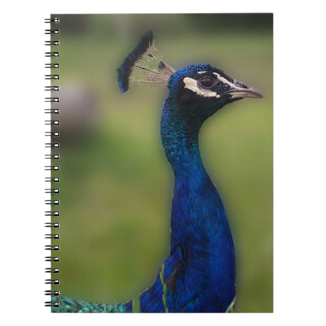 Peacock Photography Notebook (Front)
