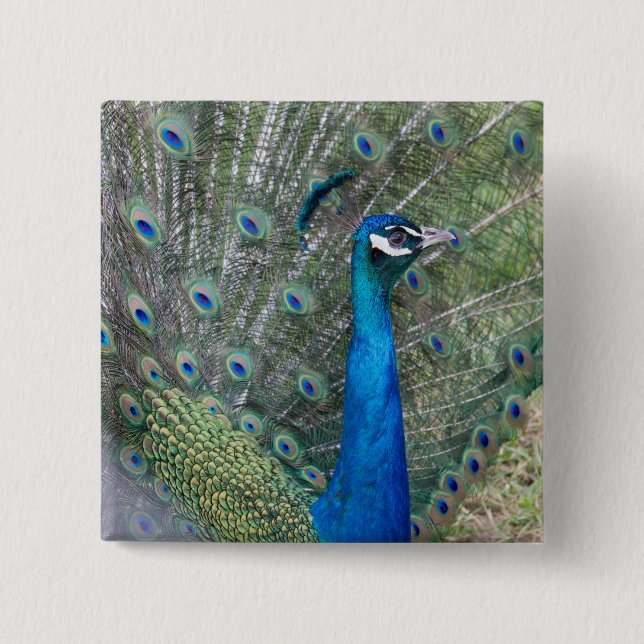 Peacock Photography Pinback Button (Front)