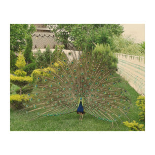 Peacock photography wall art