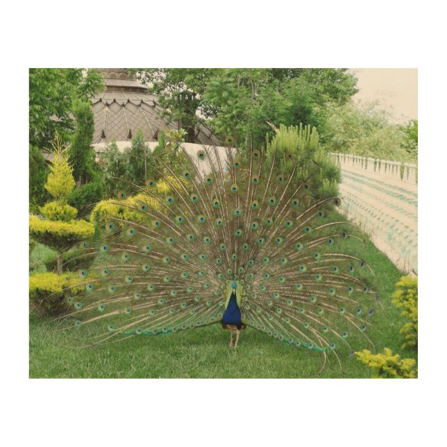 Peacock photography wall art (Front)