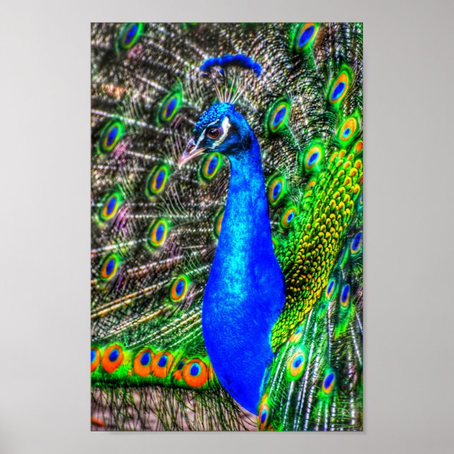 Peacock Picture Poster (Front)