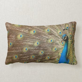 Peacock Pillow by Siberianmom at Zazzle