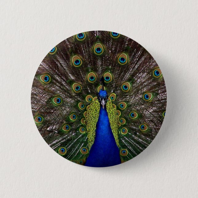 Peacock Pinback Button (Front)
