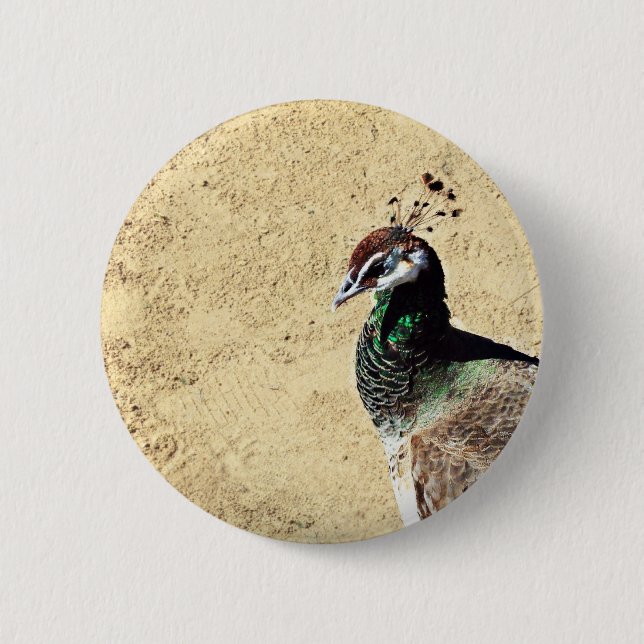 Peacock Pinback Button (Front)