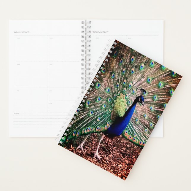Peacock Planner (Display)