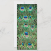 Peacock plumage (Back)