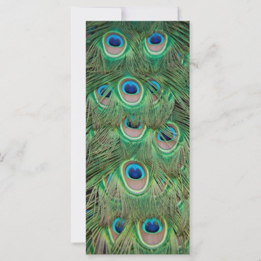 Peacock plumage (Back)