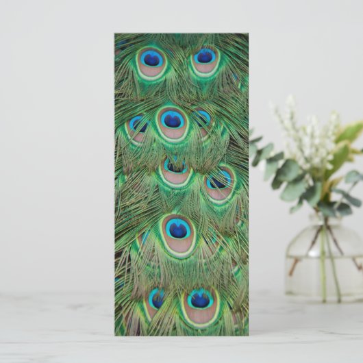 Peacock plumage (Standing Front)