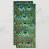 Peacock plumage (Front/Back)