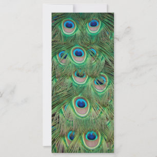 Peacock plumage