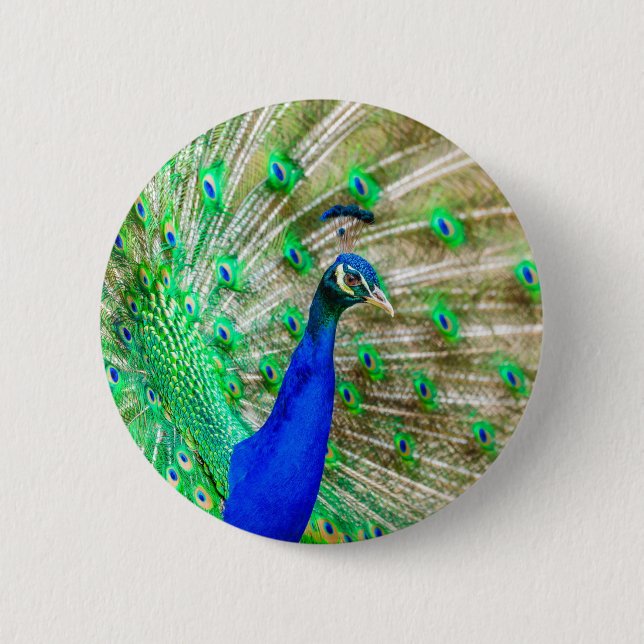 Peacock Plumage Button (Front)