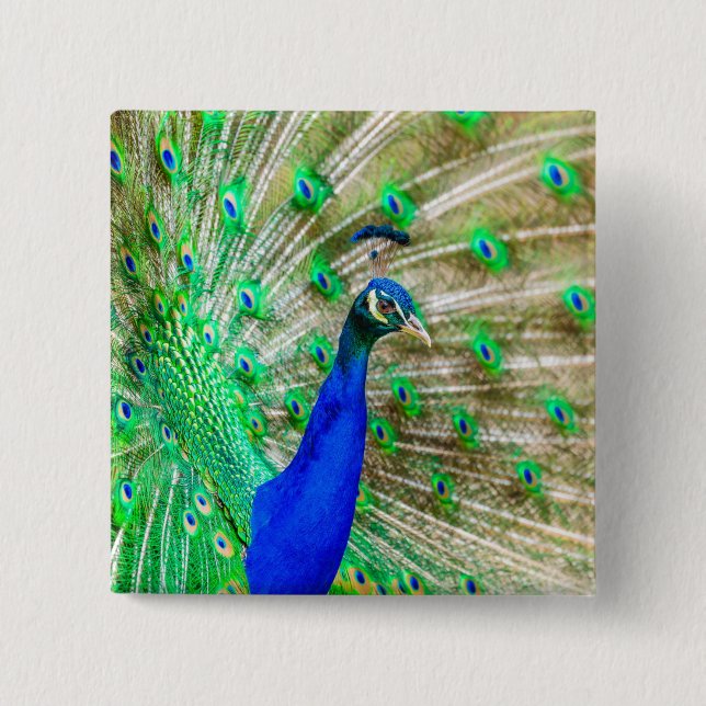 Peacock Plumage Button (Front)