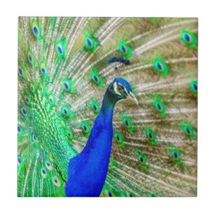 Peacock Plumage Ceramic Tile