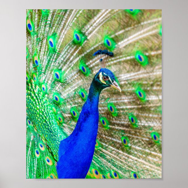 Peacock Plumage Poster (Front)
