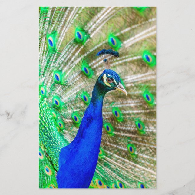 Peacock Plumage Stationery (Front)