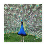 Peacock Plume Invitation